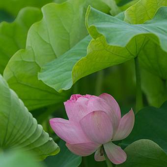 上尾沼の古代蓮 上尾沼の古代蓮 ハスの花,古代蓮,ピンクの写真素材