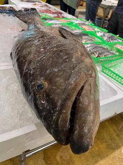 魚市場 魚,魚市場,生き物の写真素材