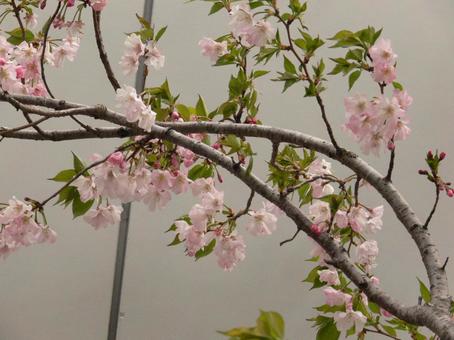 春の枝先に咲くやわらかな光の写真