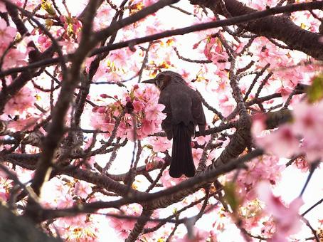ヒヨドリと河津桜 ヒヨドリ,野鳥,かわいいの写真素材