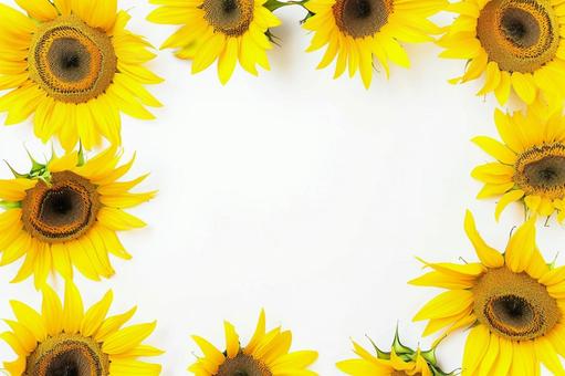 白背景に円形に並べられたひまわりの構図 白背景に円形に並べられたひまわりの構図の写真