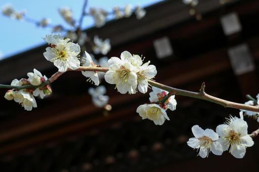 やわらかな光の中で咲く梅 白梅,梅,花の写真素材