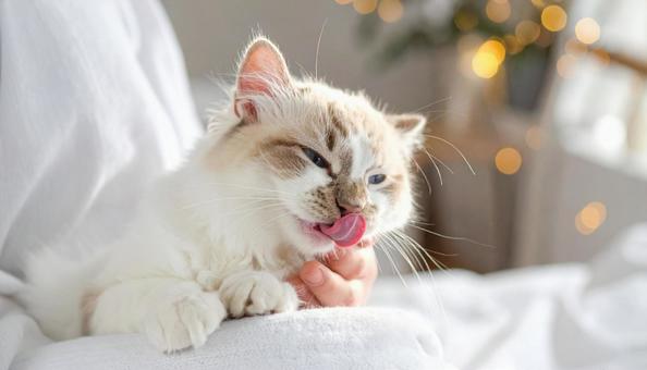 可愛い猫 可愛い猫の写真