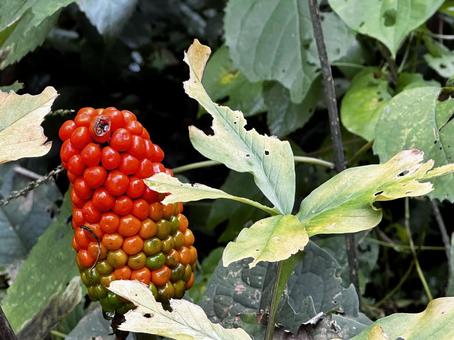 マムシクサ マムシグサ,テンナンショウ,毒草の写真素材