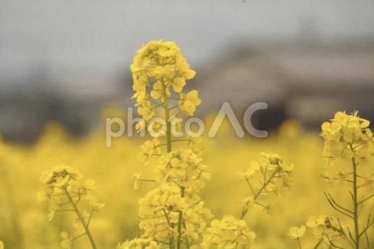 菜の花畑 菜の花,花,植物の写真素材