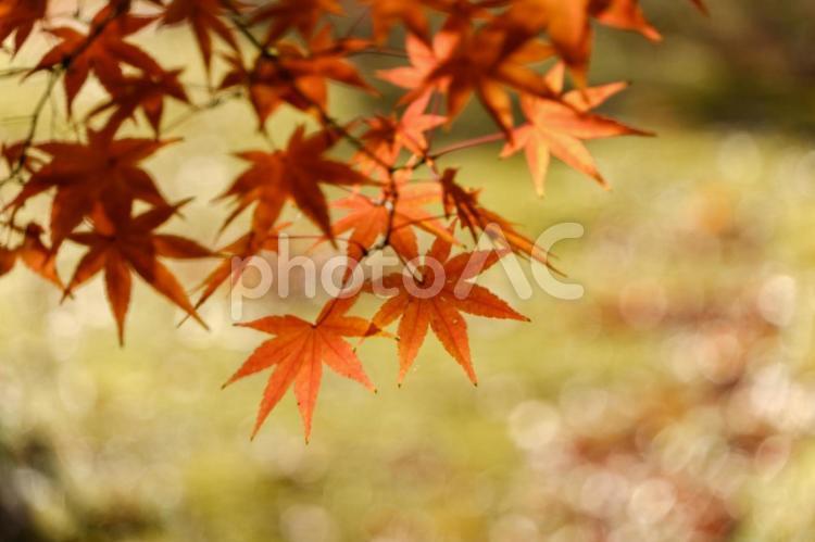 紅葉の枝が描く秋の彩り 紅葉,秋,葉の写真素材