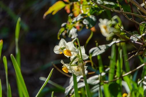 美しいスイセンの咲く春の光景 スイセン,花,春の写真素材