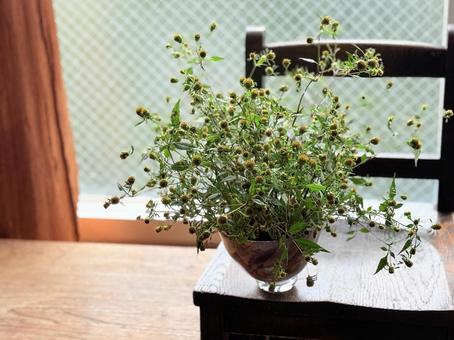 アメリカセンダングサ 季節のしつらい,アメリカセンダングサ,ひっつき虫の写真素材