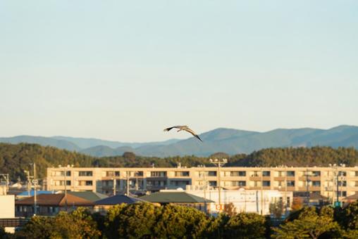 宙を優雅に舞うアオサギ 宙を優雅に舞うアオサギ アオサギ,鷺,野鳥の写真素材