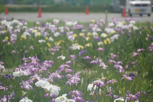 花菖蒲 花菖蒲の写真