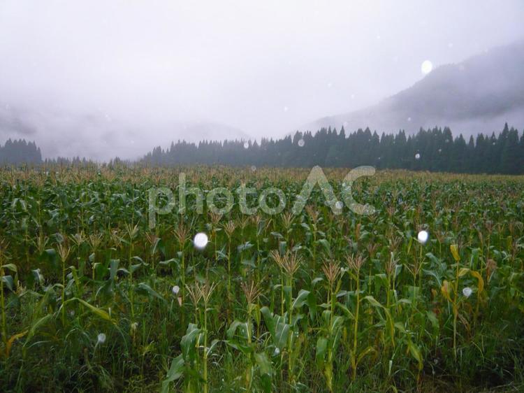 小雨の降る早朝のトウモロコシ畑 雨,小雨,朝露の写真素材
