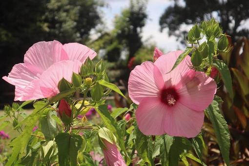 Photo, blumen, blume, natürlich, 