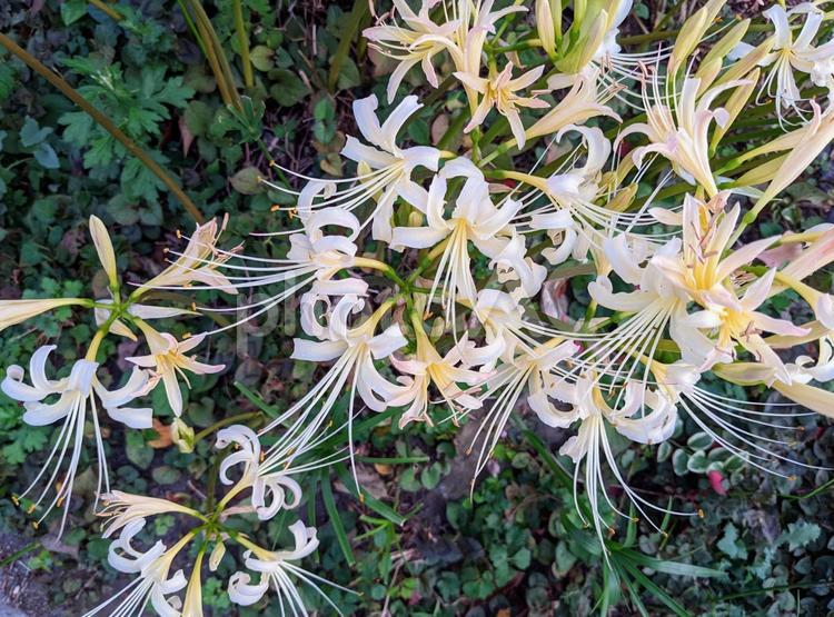 白い彼岸花の群生 彼岸花,ヒガンバナ,白いの写真素材