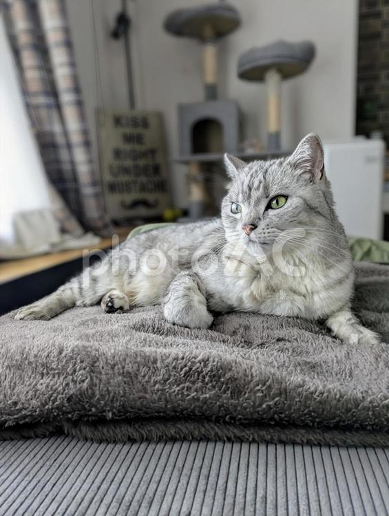 ソファでのんびりくつろぐ可愛い猫 ねこ,neko,sns用素材の写真素材