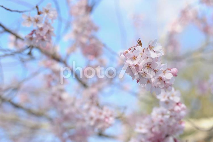 桜の花びら ソメイヨシノ,ピンク,四月の写真素材