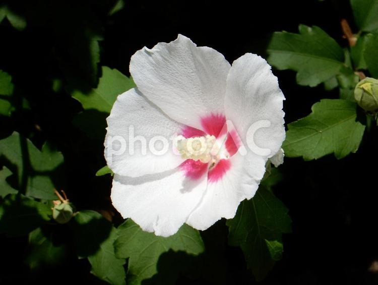 【花の写真】白いムクゲの花 - No: 33084369｜写真素材なら「写真AC」無料（フリー）ダウンロードOK