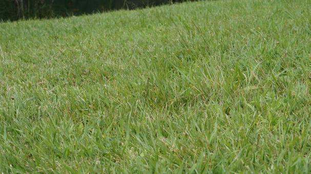 秋の芝生、丘、終夏の芝生 芝生,草むら,自然の写真素材