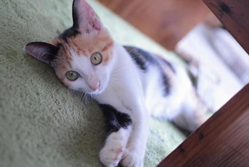 三毛猫の子猫 三毛猫の子猫の写真