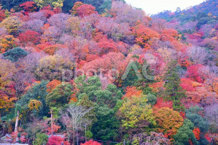 色とりどりの木 秋,autumn,紅葉の写真素材