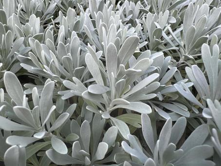 シルバーリーフ シルバーリーフ シルバーリーフ,葉,植物の写真素材