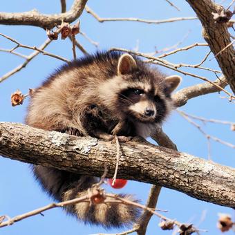 アライグマ アライグマ アライグマ,動物,野生の写真素材