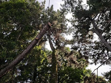 新緑の木々、空を見上げて 木々,緑,新緑の写真素材