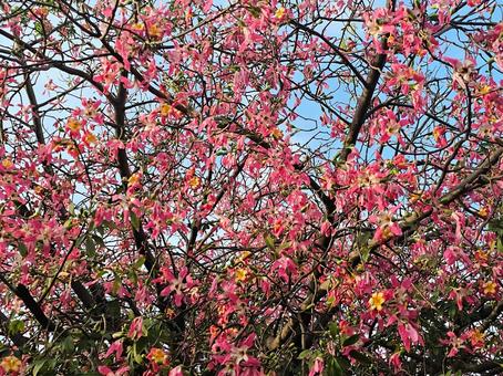 満開のトックリキワタの木 満開のトックリキワタの木 トックリキワタ,花,ピンクの写真素材
