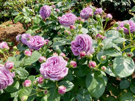 バラ バラ バラ,ローズ,花びらの写真素材