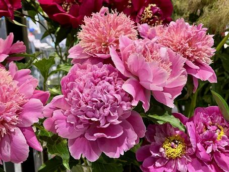 ゴージャスな濃いピンク芍薬 シャクヤク,花,花素材の写真素材
