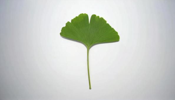 緑のイチョウの葉 白背景 秋素材 緑のイチョウの葉 白背景 秋素材の写真