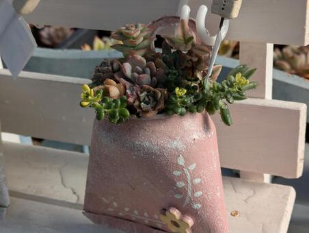 多肉植物の寄せ植え 多肉植物,植物,ガーデンの写真素材