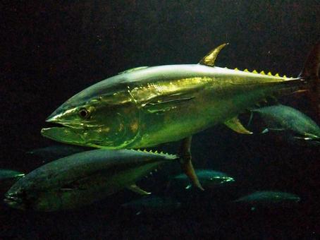 クロマグロ クロマグロ,マグロ,海水魚の写真素材