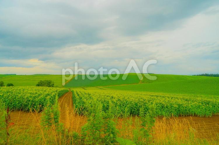 北海道富良野の平原 富良野,平原,自然の写真素材