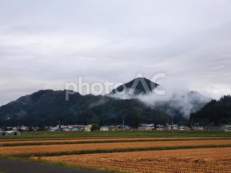 刈りとられた稲穂・あきたこまち 稲,稲穂,収穫の写真素材