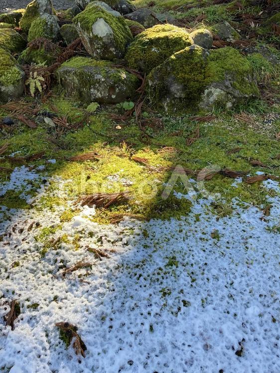 羽黒山の雪と苔と岩 苔,雪,岩の写真素材