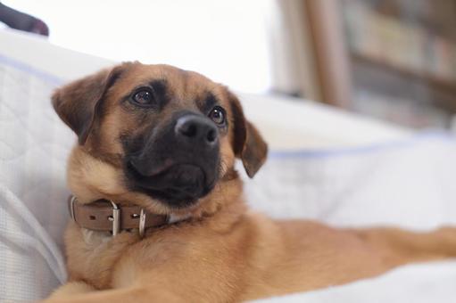 Photo, dog, tiny, a pet, 