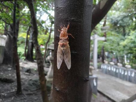 神秘 神秘の写真