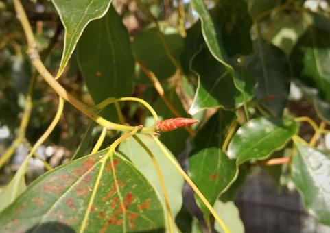 春を待つクスノキくの新芽 春を待つクスノキくの新芽の写真