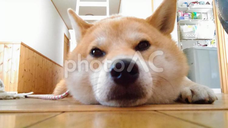 毛皮脱ぎたいわ～ ♀,やる気ゼロ,愛犬の写真素材