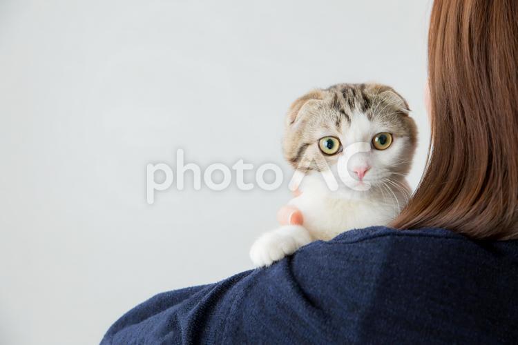 飼い主と猫 猫,スコティッシュフォールド,折れ耳の写真素材