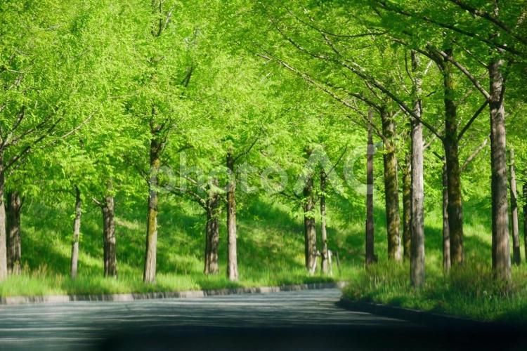 メタセコイアの並木道 背景,グリーン,新緑の写真素材
