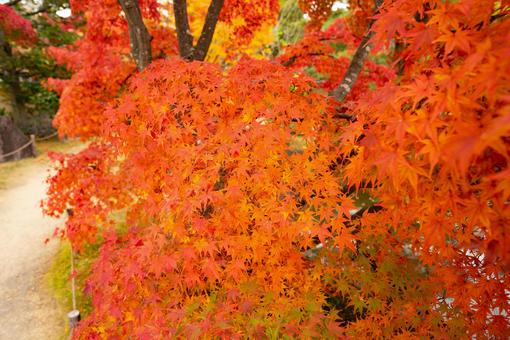紅葉したモミジ 紅葉したモミジの写真
