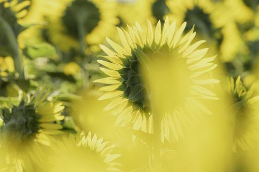 福岡-【柳川ひまわり園】 ひまわり,花,植物の写真素材