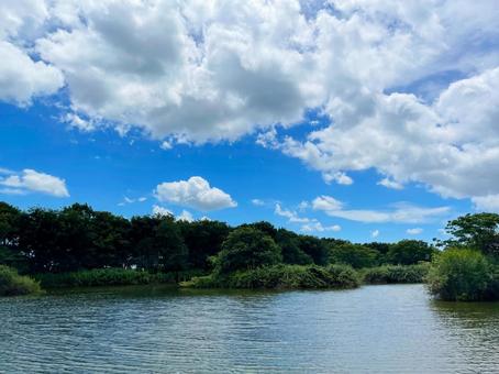 夏の公園の池 夏の公園の池の写真