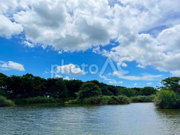 夏の公園の池 公園,池,風景の写真素材