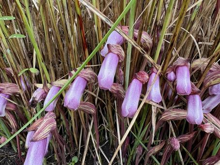 ナンバンギセル 02 ナンバンギセル 02 南蛮煙管,ナンバンギセル,野菰の写真素材