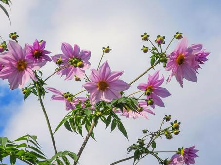 皇帝ダリア_1 皇帝ダリア,キダチダリア,ツリーダリアの写真素材