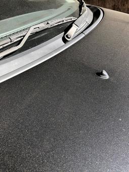 Dusty bonnet Dusty bonnet