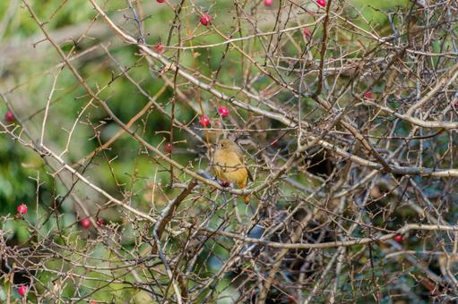 A female Daurian redstart perched on a winter-dead tree, JPG A female Daurian redstart perched on a winter-dead tree, JPG