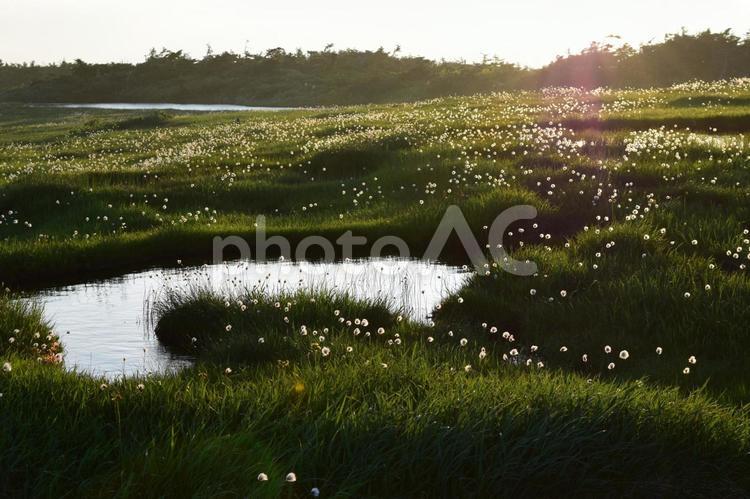 ワタスゲと夕日 苗場山,百名山,ワタスゲの写真素材
